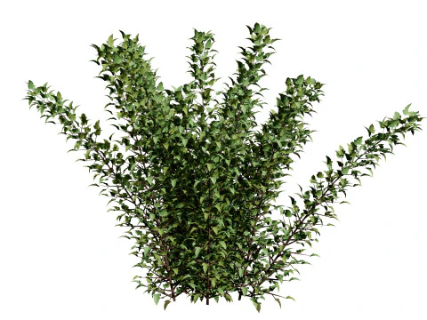 Tiny Wine Ninebark Shrub 3D Model