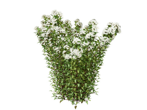 Tiny Wine Ninebark Shrub 3D Model