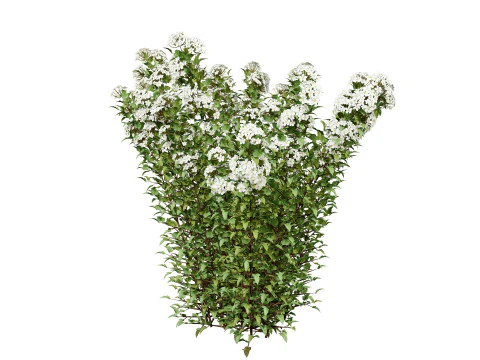 Tiny Wine Ninebark Shrub 3D Model