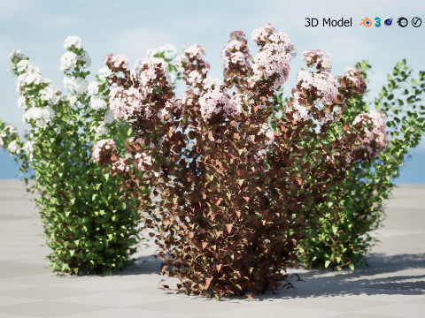 Tiny Wine Ninebark Shrub 3D Model