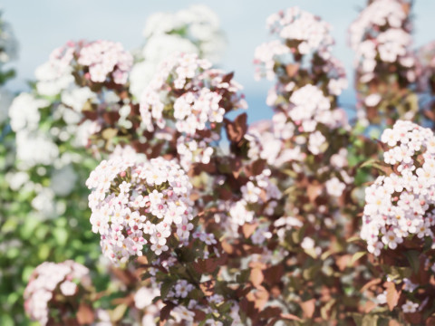 Tiny Wine Ninebark Shrub 3D Model