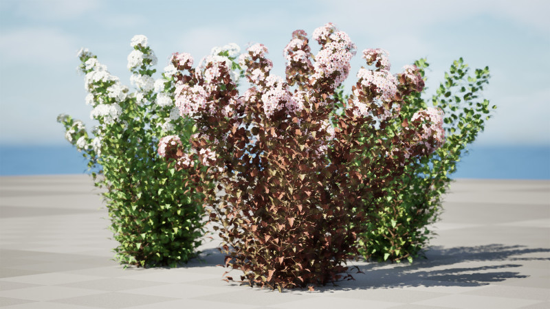 Tiny Wine Ninebark Shrub 3D Model .c4d .max .obj .3ds .fbx .stl .blend 
