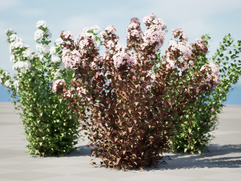 Tiny Wine Ninebark Shrub 3D Модель