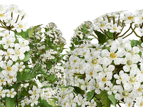 Tiny Wine Ninebark Shrub 3D Model