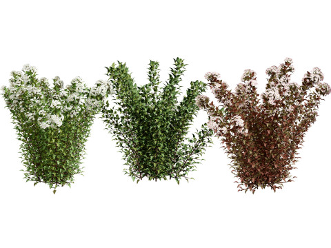 Tiny Wine Ninebark Shrub 3D Model