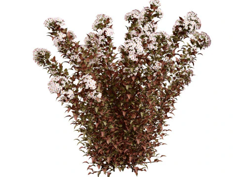Tiny Wine Ninebark Shrub 3D Model