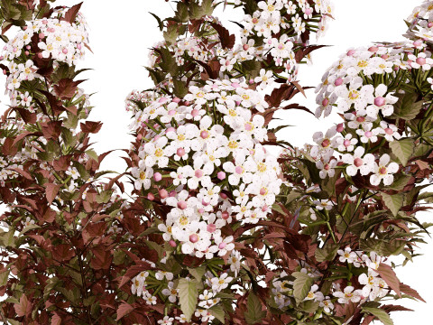 Tiny Wine Ninebark Shrub 3D Model