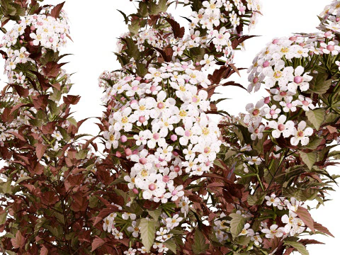 Tiny Wine Ninebark Shrub 3D Model