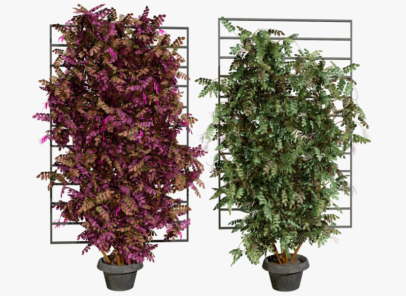 Potted Loropetalum Spalliera Climbers 3D Модель .c4d .max .obj .3ds .fbx .stl .blend 