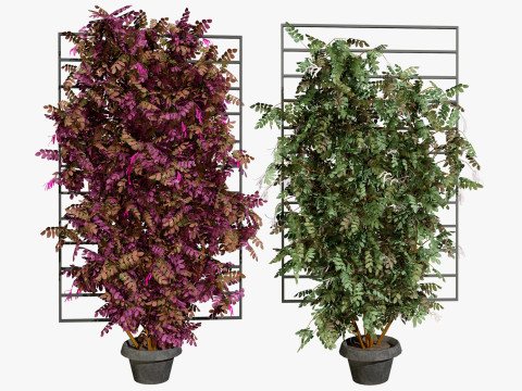 Potted Loropetalum Spalliera Climbers 3D मॉडल