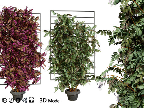 Potted Loropetalum Spalliera Climbers 3D Модель