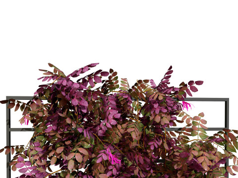 Potted Loropetalum Spalliera Climbers 3D Модель