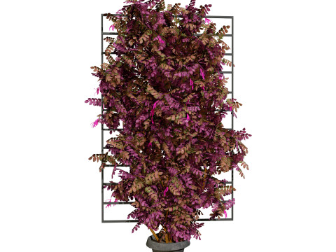 Potted Loropetalum Spalliera Climbers 3D Модель