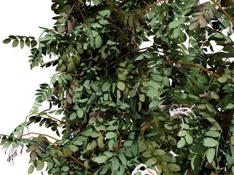 Potted Loropetalum Spalliera Climbers 3D Модель