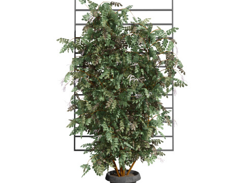 Potted Loropetalum Spalliera Climbers 3D Модель