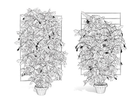 Potted Loropetalum Spalliera Climbers 3D Модель