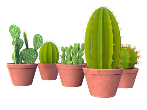 화분에 심은 선인장 컬렉션 3D 모델