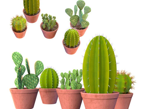 화분에 심은 선인장 컬렉션 3D 모델