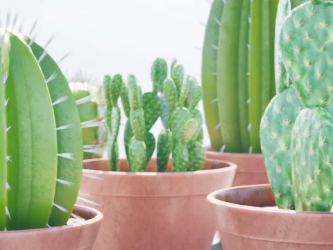 화분에 심은 선인장 컬렉션 3D 모델