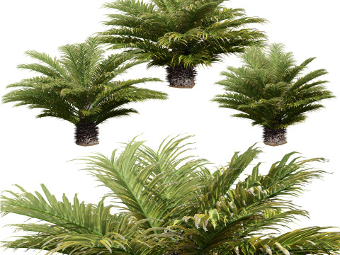 Cycas Revoluta Model 3D