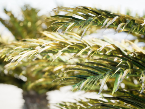 Cycas Revoluta Model 3D