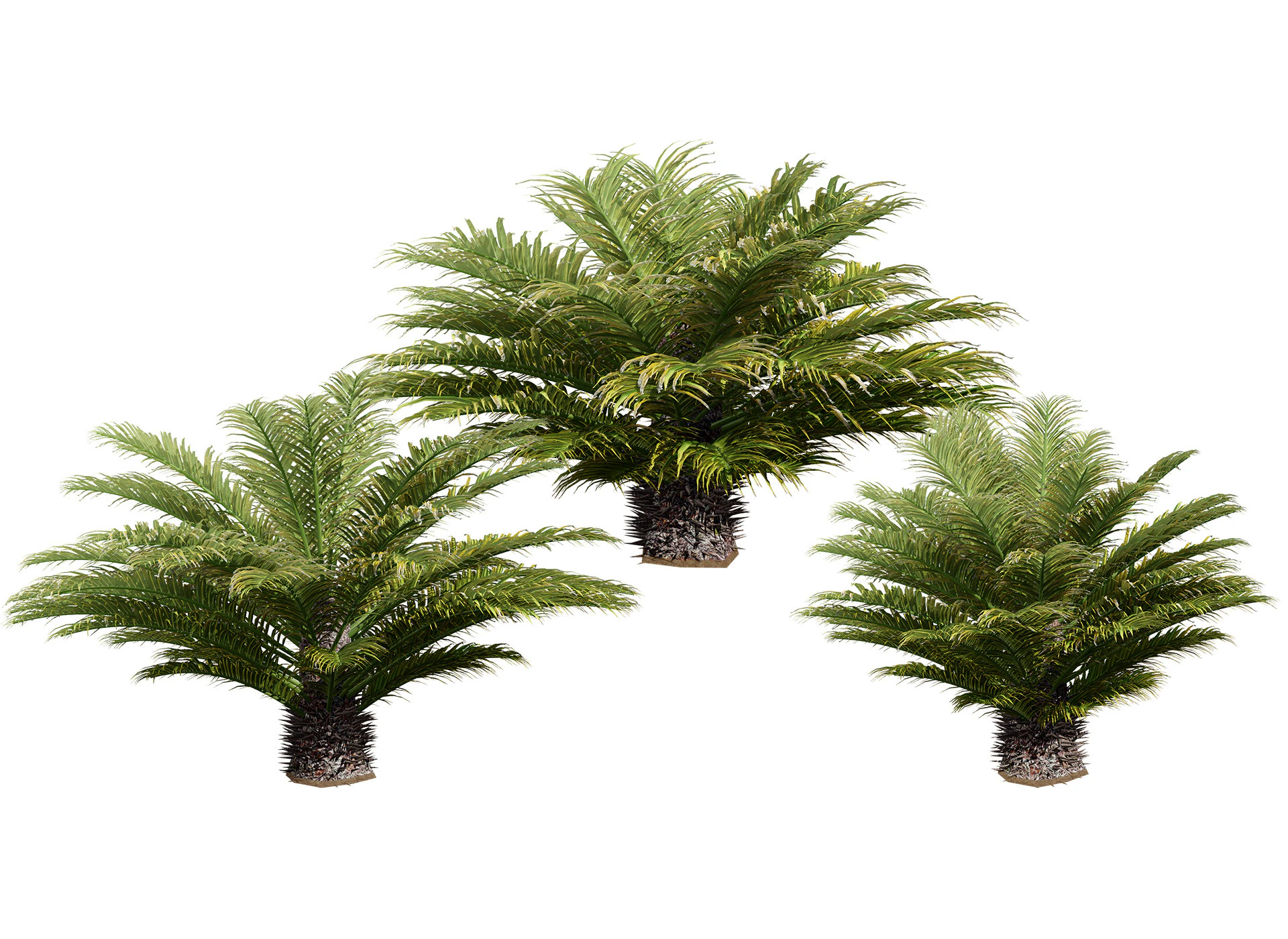 Cycas Revoluta 3D Model .c4d .max .obj .3ds .fbx .stl .blend