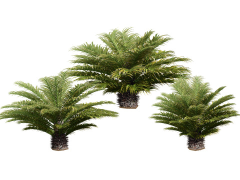 Cycas Revoluta 3D मॉडल