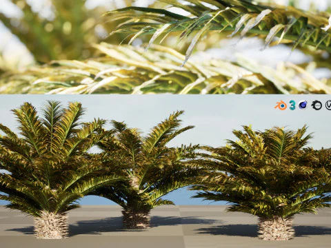 Cycas Revoluta 3D Model