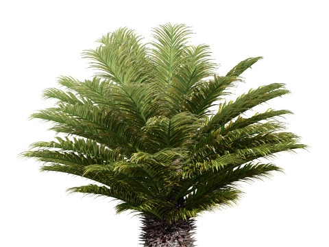 Cycas Revoluta Model 3D