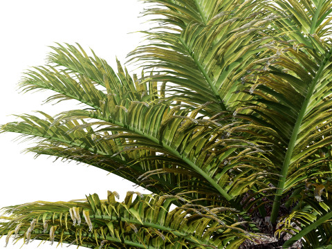 Cycas Revoluta Model 3D
