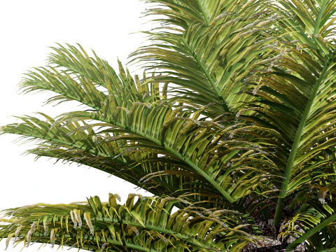 Cycas Revoluta 3D Model