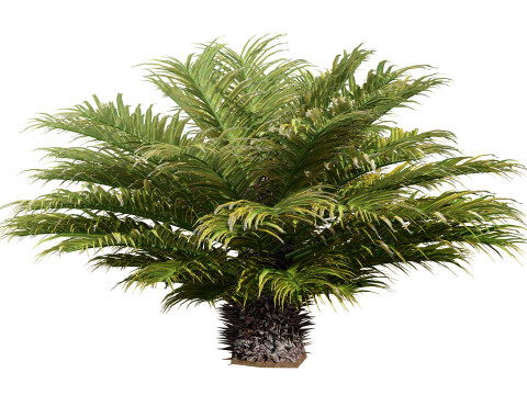 Cycas Revoluta Model 3D
