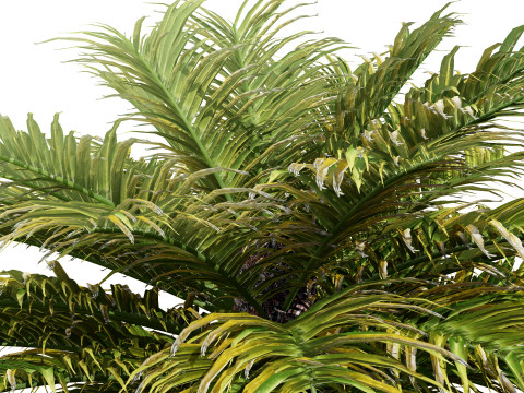 Cycas Revoluta Model 3D