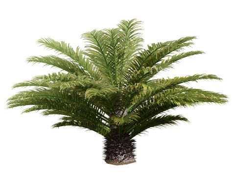 Cycas Revoluta Model 3D