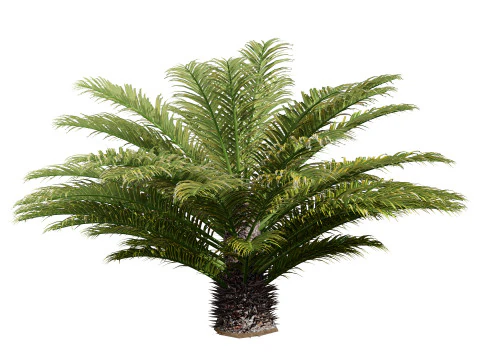 Cycas Revoluta 3D Model
