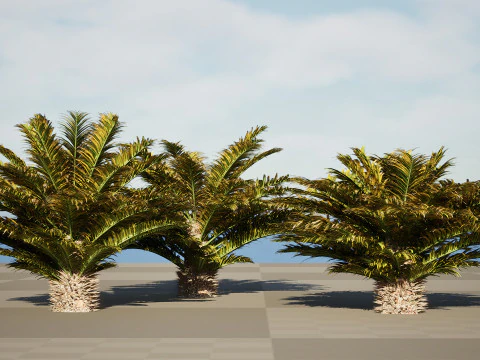 Cycas Revoluta 3D Model