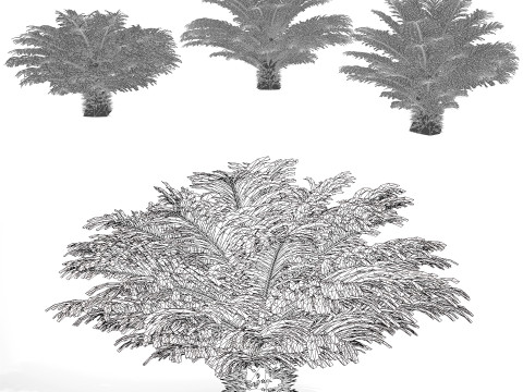 Cycas Revoluta Model 3D