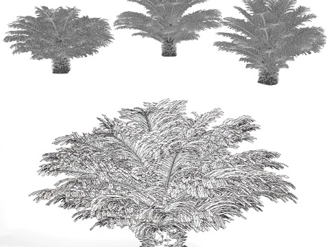 Cycas Revoluta 3D Model