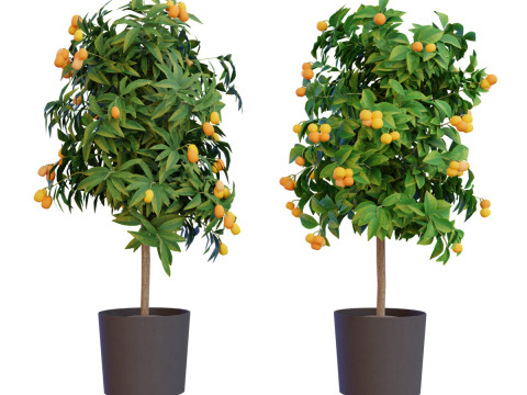 Citrus trees collection 3D मॉडल