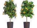 Citrus trees collection 3D-Modell