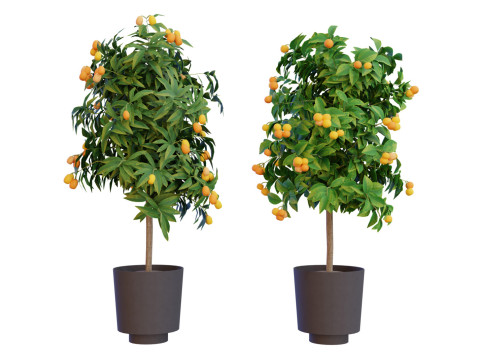Citrus trees collection Model 3D