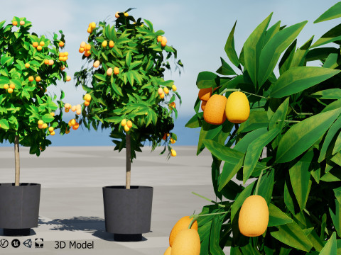 Citrus trees collection Model 3D