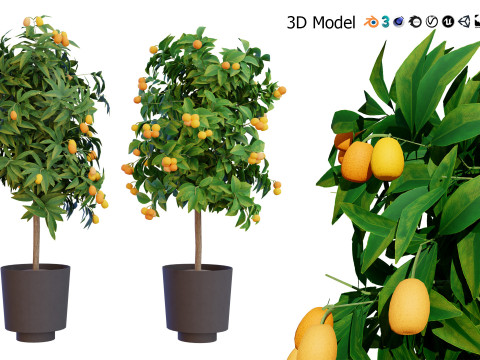 Citrus trees collection Model 3D
