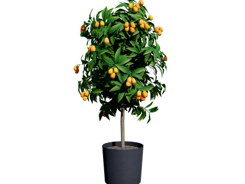 Citrus trees collection Model 3D