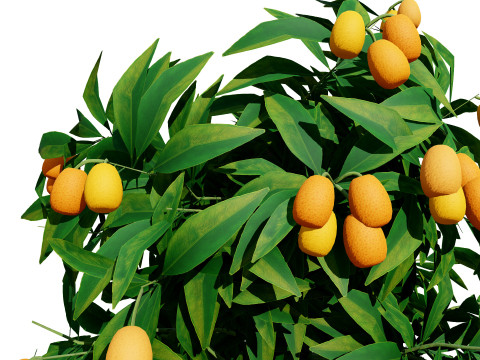 Citrus trees collection Model 3D