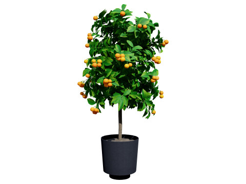Citrus trees collection Model 3D