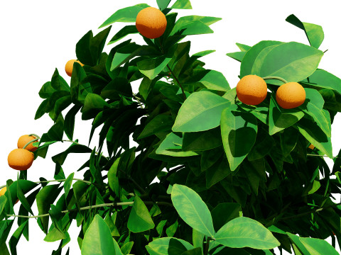 Citrus trees collection Model 3D