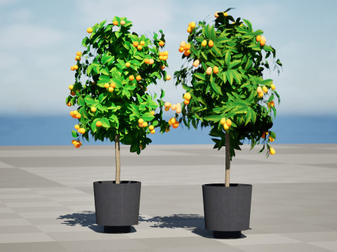 Citrus trees collection Model 3D