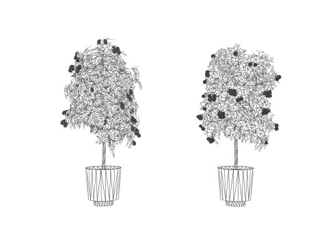Citrus trees collection Model 3D