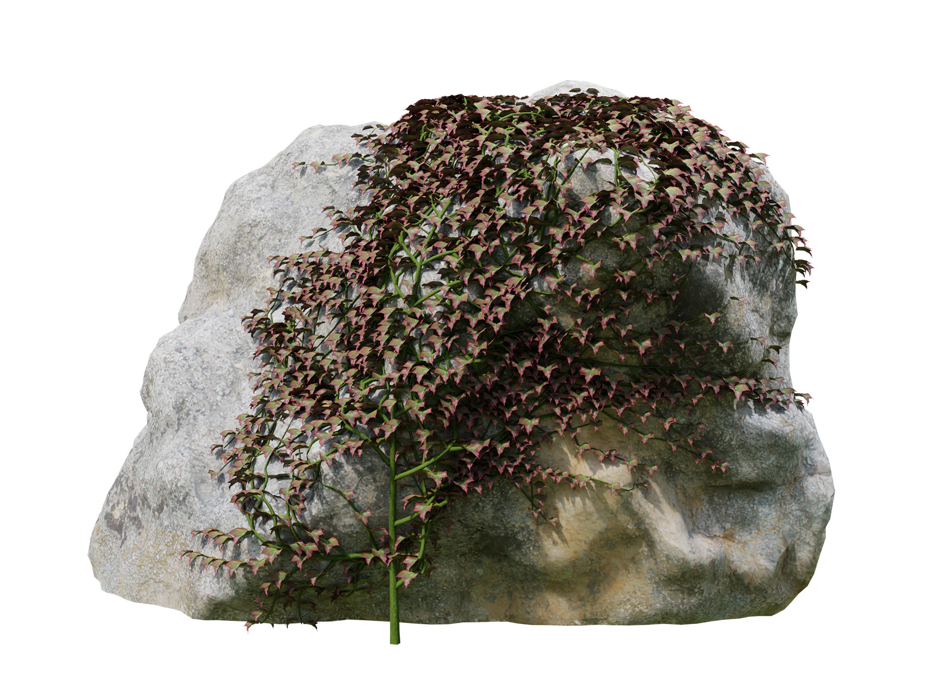 Parthenocissus Ivy on Rock 3D Model .c4d .max .obj .3ds .fbx .stl .blend 